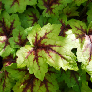 Heucherella 'Stoplight' -0