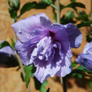 Hibiscus syriacus 'Blue Chiffon' -0