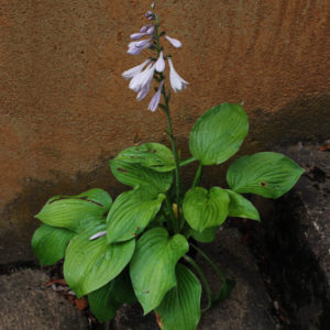 Hosta 'August Moon'-0