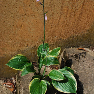 Hosta fortunei 'Aureomarginata'-0
