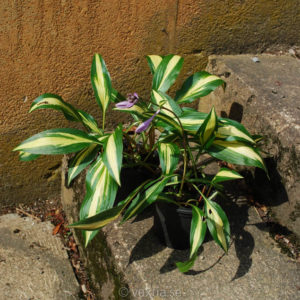 Hosta 'Cherry Berry'-0