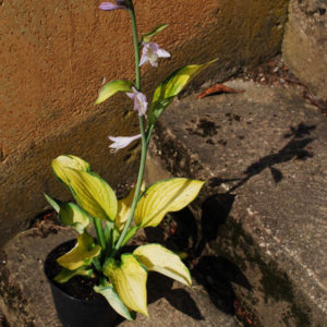 Hosta fortunei 'Gold Standard'-0