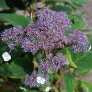 Hydrangea aspera 'Sargentiana'-0