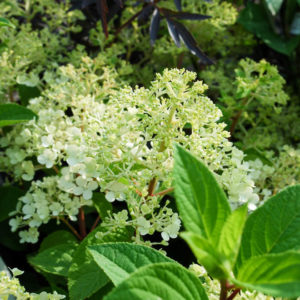 Hydrangea paniculata 'Bobo' -0