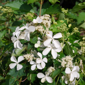 Hydrangea paniculata 'Butterfly' -0