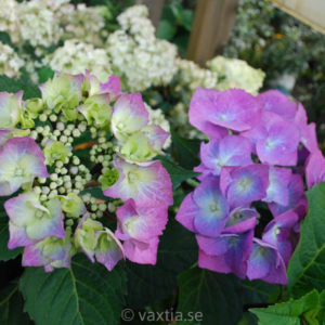 Hydrangea macrophylla 'Zorro'-0