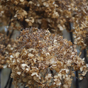 Hydrangea paniculata 'Grandiflora'-0