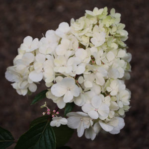 Hydrangea paniculata 'Vanilla Fraise' -0