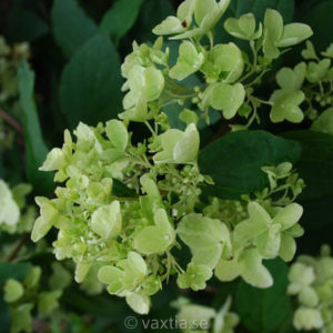 Hydrangea paniculata 'White Diamonds'-0