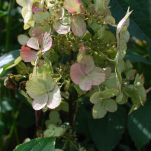 Hydrangea paniculata 'Wim's Red' -0