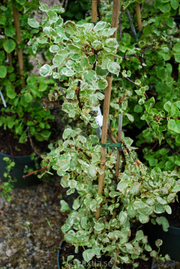 Hydrangea petiolaris 'Silver Lining' -0