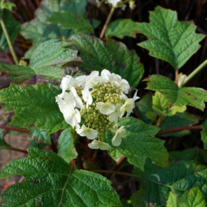 Hydrangea quercifolia 'Snow Queen'-0