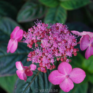 Hydrangea serrata 'Avelroz'-0
