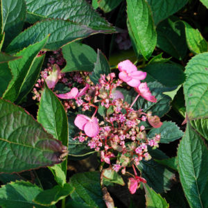 Hydrangea serrata 'Koreana'-0