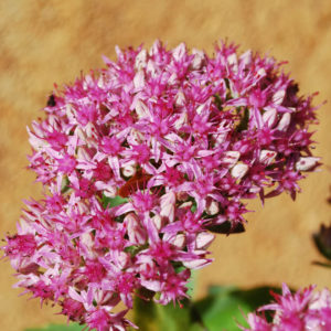 Hylotelephium 'Bertram Andersson'-0