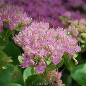 Hylotelephium spectabile 'Brillant' -0