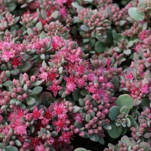 Hylotelephium cauticola 'Lidakense' -0