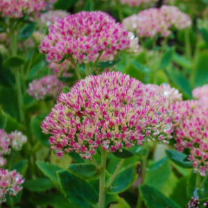 Hylotelephium 'Herbstfreude'-0