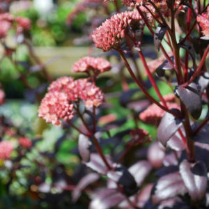 Hylotelephium 'Purple Emperor'-0