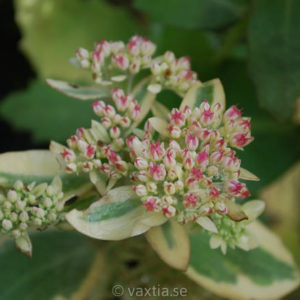 Hylotelephium 'Elsies Gold' -0