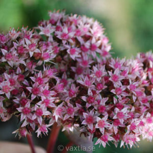 Hylotelephium 'Matrona'-0