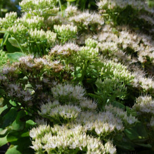 Hylotelephium spectabile 'Stardust' -0