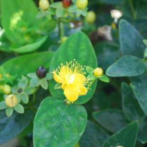 Hypericum 'Hidcote'-0