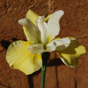 Iris sibirica 'Butter and Sugar'-0