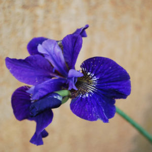 Iris sibirica 'Ruffled Velvet'-0