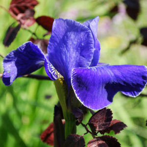 Iris sibirica 'Silver Edge'-0