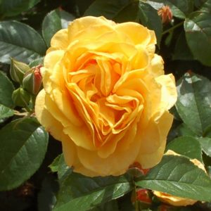 'Julia Child' (Floribunda)