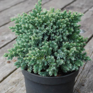 Juniperus squamata 'Blue Star'-0