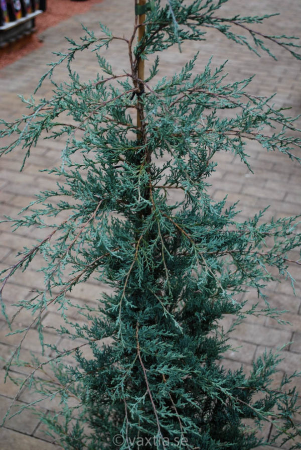 Juniperus virginiana 'Frosty Morn'-169