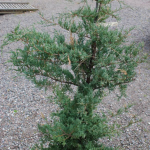 Juniperus virginiana 'Frosty Morn'-0