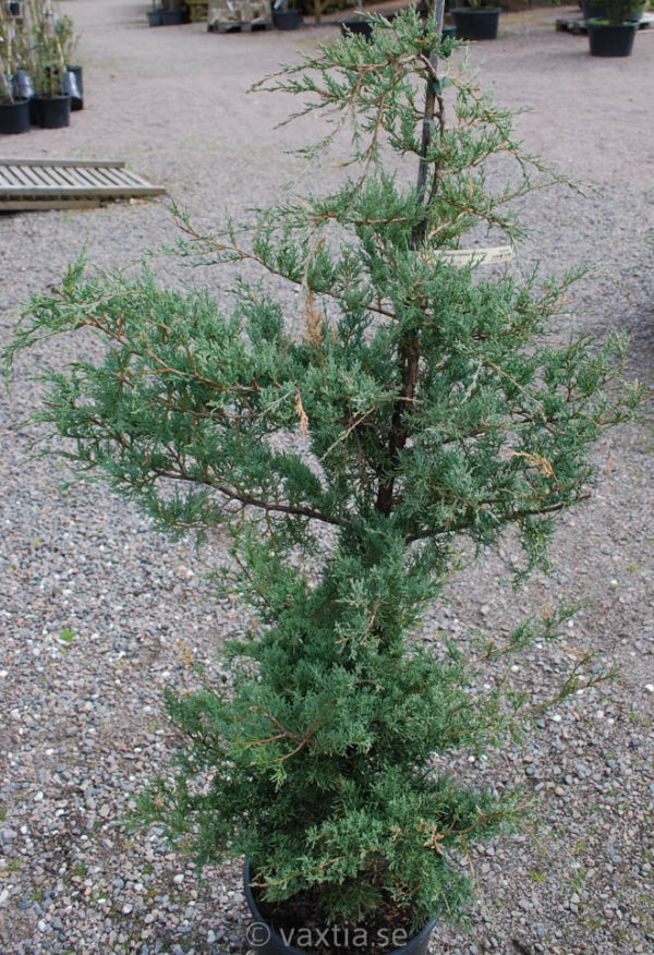 Juniperus virginiana 'Frosty Morn'-0