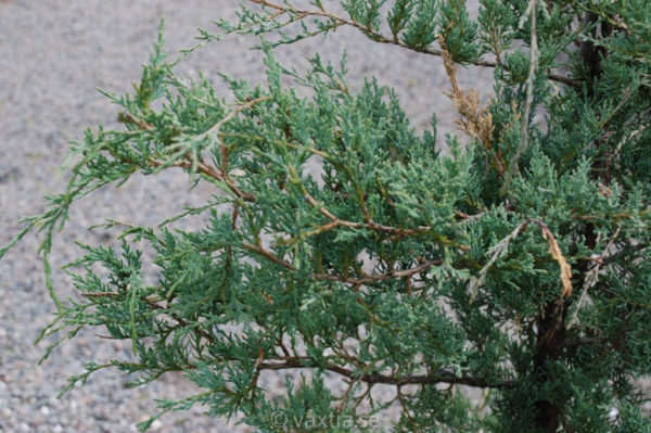 Juniperus virginiana 'Frosty Morn'-729