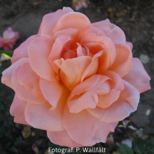 'Kalmar' (Floribunda)-0
