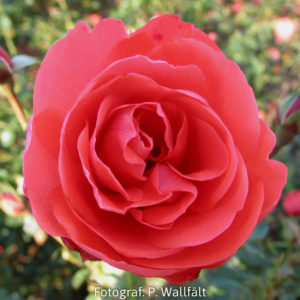 'Läckö' syn 'Riberhus' (Floribunda)-0
