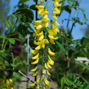 Laburnum watereri 'Vossii'-0