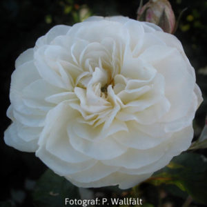'Ledreborg' (Floribunda)-0
