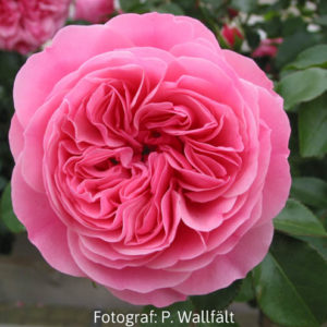 'Leonardo da Vinci' (Floribunda)-0