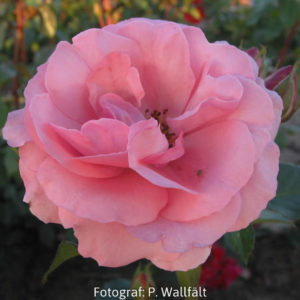 'Lill Lindfors' (Floribunda)-0