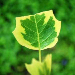 Liriodendron tulipifera 'Aureomarginata'-0