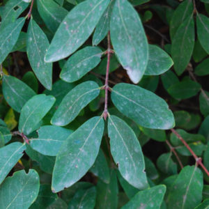 Lonicera caerulea var. kamtschatica 'Balalaika'-0