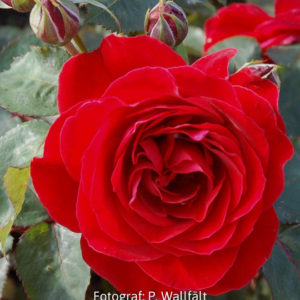 'Look Good Feel Better' syn 'Charlottenburg' (Floribunda)-0