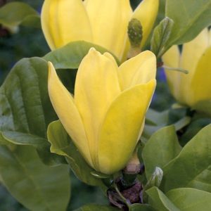 Magnolia 'Daphne'