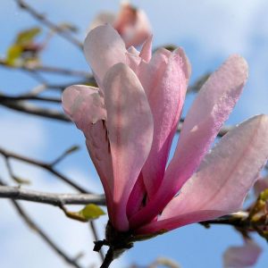 Magnolia 'Galaxy'