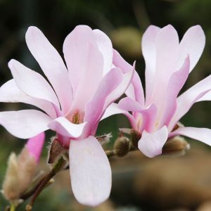 Magnolia loebneri 'Leonard Messel'