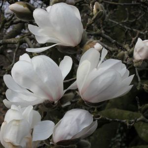 Magnolia loebneri 'Merrill'