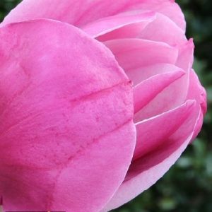 Magnolia 'March til Frost'